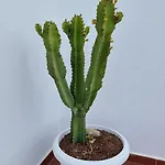 Calendula 1ºlinea Mar 아파트호텔 칼레타 데 세보